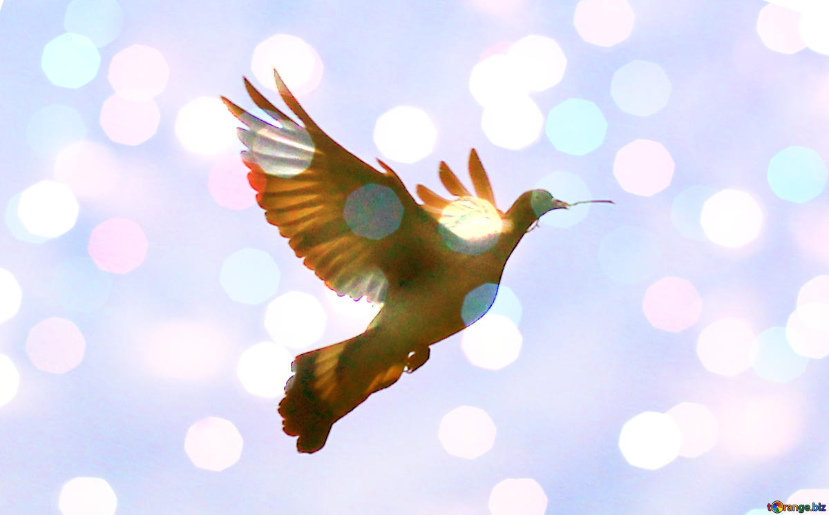 Slain CRPF Jawan's Widow